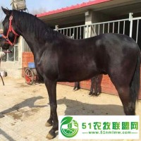 活體騎乘馬 活體真馬兒童小矮馬德保矮馬 設(shè)特蘭矮馬 婚慶用馬 景區(qū)騎乘大馬伊犁馬 蒙古馬 純血馬