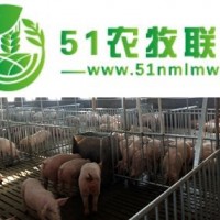 豬舍料線價(jià)格_牧鑫養(yǎng)殖設(shè)備 在線咨詢(xún) _豬舍料線