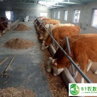 通遼市肥牛養(yǎng)殖基地，通遼市肥牛養(yǎng)殖