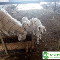 通遼市肉羊養(yǎng)殖，通遼市肉羊銷售