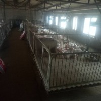 衡水市豬仔出售廠家