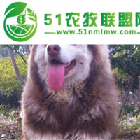阿拉斯加雪橇犬,邊境牧羊犬價格,明欣寵物