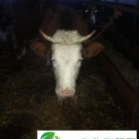 敦化成年肉牛歡 迎來躍峰養(yǎng)殖場 敦化****小肉牛買