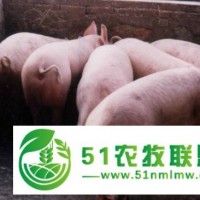 山東三元仔豬批發(fā)價格