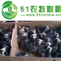 火雞苗市場行情怎么樣，好養(yǎng)嗎