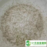 華廣水產(chǎn) 【苗場(chǎng)魚(yú)花】草魚(yú)水花 鯇魚(yú)水花 四大家魚(yú)水花