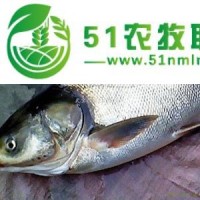 有機(jī)鰱魚