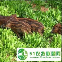 福建小野豬，野豬苗養(yǎng)殖，眾鑫野豬，福州純種野豬