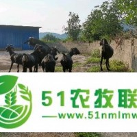 杭州純種努比亞大耳黑山羊繁育種羊場