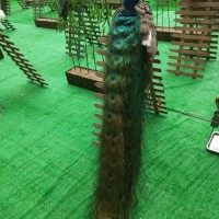萌寵養(yǎng)殖海獅表演羊駝出租鱷魚展猴子山羊表演四角羊
