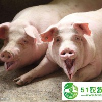 錦州市養(yǎng)殖豬價(jià)格，錦州市養(yǎng)殖豬銷售
