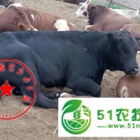 山西肉牛價(jià)格，忻州肉牛養(yǎng)殖場(chǎng)