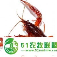 四川小龍蝦價(jià)格在市場(chǎng)怎樣那里有龍蝦種苗出售