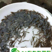 孝感嘉合10號泥鰍怎么樣