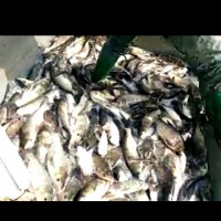 魚類