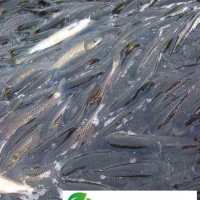 莆田純*淡水魚批發(fā)純*淡水有機(jī)魚批發(fā)烤魚*