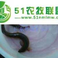 供應(yīng)泥鰍魚(yú)苗批發(fā)|泥鰍魚(yú)苗價(jià)格|淡水魚(yú)苗-粵強(qiáng)豐水產(chǎn)