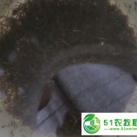 湖南泥鰍養(yǎng)殖場，湖南泥鰍苗養(yǎng)殖與銷售，*提供泥鰍養(yǎng)殖技術(shù)