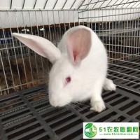 衡水伊拉兔苗報價 *供苗