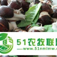 貴州黔茗惠農(nóng)農(nóng)業(yè)科技有限公司自由白玉蝸牛養(yǎng)殖基地