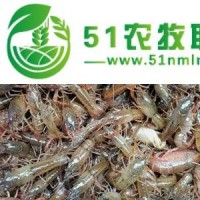 興安盟小龍蝦養(yǎng)殖培訓(xùn)