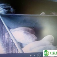 昌圖縣種豬銷售，昌圖縣種豬價(jià)格