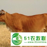 科左后旗肉牛銷售，科左后旗肉牛價格