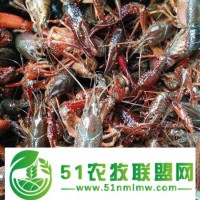 巨野縣龍蝦養(yǎng)殖_小龍蝦養(yǎng)殖_小龍蝦供應(yīng)