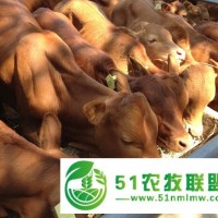 供應(yīng)牛，養(yǎng)牛技術(shù)