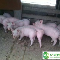 山東仔豬苗豬供應(yīng)價(jià)格求購(gòu)仔豬豬場(chǎng)消毒注意事項(xiàng)生豬價(jià)格預(yù)測(cè)仔豬苗豬供應(yīng)基地 豬病預(yù)防指南的仔豬價(jià)格便宜的仔豬比較多