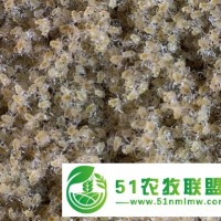 棗莊崇明島扣蟹苗 啟東天佑稻田養(yǎng)蟹
