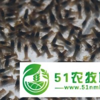 澳洲淡水龍蝦苗批發(fā)-廣東金沃農(nóng)業(yè)