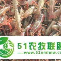 四川蝦苗，小龍蝦苗，淡水龍蝦苗