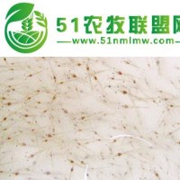 高成活率蝦苗