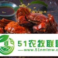 良好的高質(zhì)量的上海陽澄湖大閘蟹胡氏蟹業(yè)好