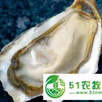 舟山生蠔批發(fā)_應(yīng)記鮮活生蠔批發(fā)公司