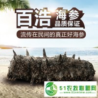 百浩牌**淡干海參禮盒 兩種包裝均可