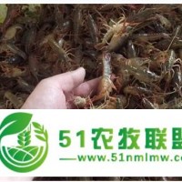 樂山種蝦合作社