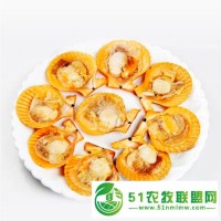 自產(chǎn)自銷 吉林半殼扇貝肉