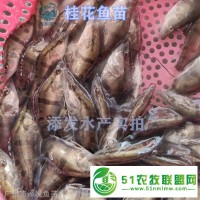 訓(xùn)化吃飼料桂花魚苗批發(fā)_吃飼料桂花魚苗批發(fā)市場_魚苗基地**_生長速度快