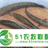 黑魚(yú)