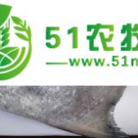 金鯧魚批量銷售