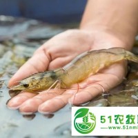 湖北華沃生態(tài)農(nóng)業(yè)有限公司：大棚養(yǎng)蝦的利潤與成本分析