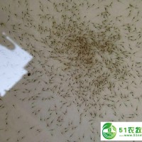 山東地區(qū)淡水南美對(duì)蝦苗批發(fā) *傳授養(yǎng)殖技術(shù)