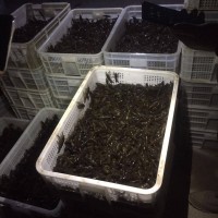 荊門小龍蝦 養(yǎng)蝦 龍蝦的價格