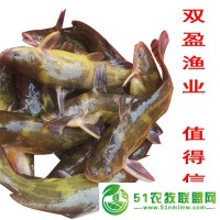 黃骨魚苗 淡水養(yǎng)殖良品種 生長快 運(yùn)輸耐活 支持少量發(fā)貨