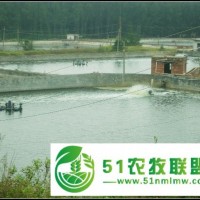 梧州基圍蝦養(yǎng)殖