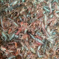 2019年小龍蝦種苗批發(fā)2019年小龍蝦種苗預(yù)定2019年小龍蝦養(yǎng)殖前景
