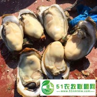 溫州生蠔批發(fā)價(jià)格湛江生蠔臺(tái)山珠海生蠔4一6兩680元