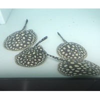 皇冠黑白魟魚(yú)